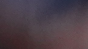 Aaron Judge (I) celebra junto a Anthony Rizzo (D) un jornón.