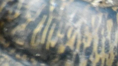 Caimán