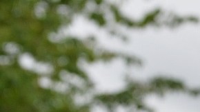 Colina concurso del queso rodante