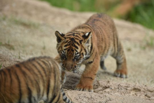 Video: Zoo de Memphis celebra el nacimiento de dos cachorros de tigre de Sumatra