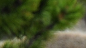 La cría de bisonte fue sacrificada.