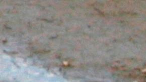 Encontraron restos humanos dentro de dos cocodrilos.