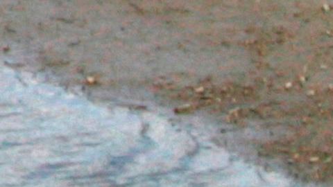 Encontraron restos humanos dentro de dos cocodrilos.