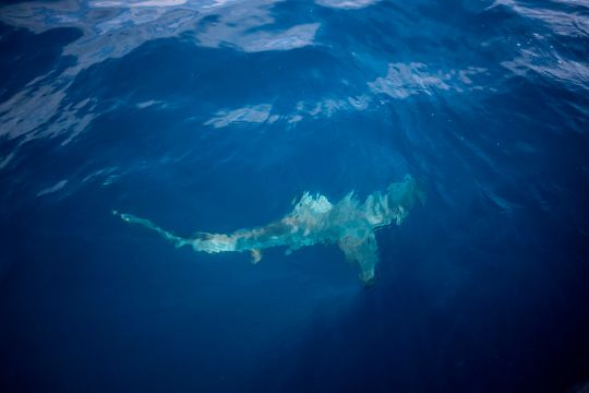 Video: Tiburón tigre ataca a kayakista en las costas de Hawái mientras pescaba