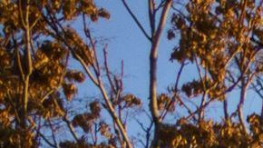 Mujer con una discapacidad fue torturada hasta morir por sus cuidadores en Nuevo México