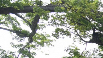 En este terreno pasan día y noche en espera de camiones para ser trasladados a la ciudad de Tuxtla Gutiérrez.