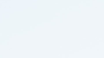 La vaca fue capturada por un vaquero a caballo.