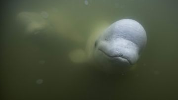 La ballena beluga Hvaldimir fue vista en Suecia.