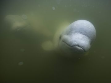 La ballena beluga Hvaldimir fue vista en Suecia.