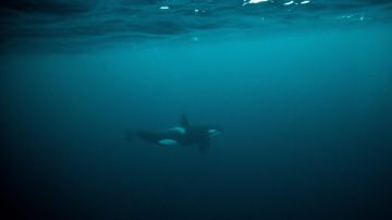 La foto de una orca tomada en la Antártica.