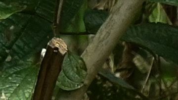 TOPSHOT-COLOMBIA-CONFLICT-FARC-DISSIDENTS