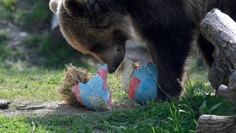 El oso atacó a los niños de meses en la entrada de su casa.