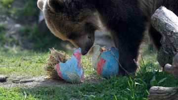 El oso atacó a los niños de meses en la entrada de su casa.