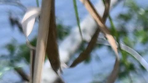 Migrantes cruzando ilegalmente la frontera de Estados Unidos.