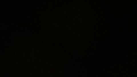 El oso robó una caja que contenía 60 cupcakes.