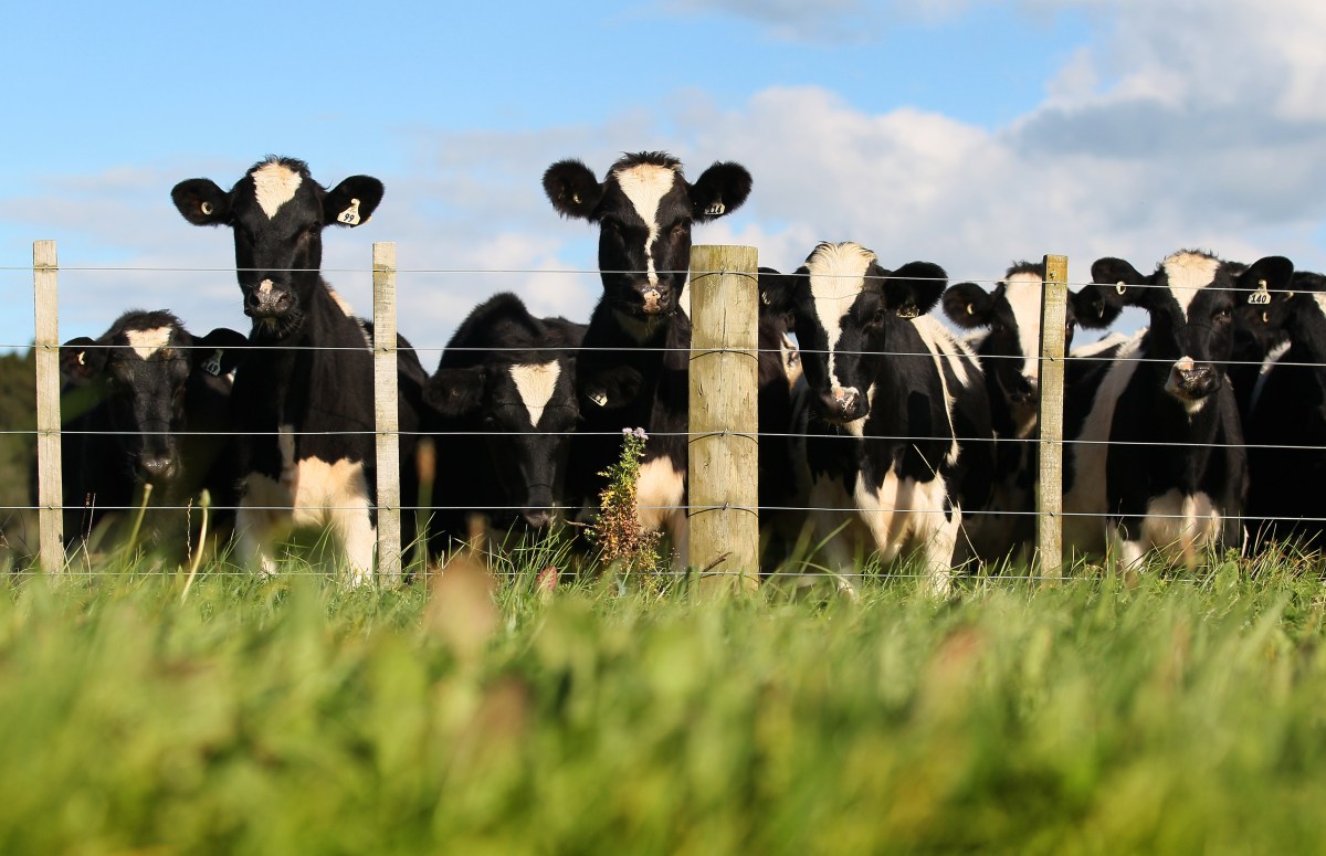 Detectan gripe aviar “altamente patógena” en vacas lecheras en Texas