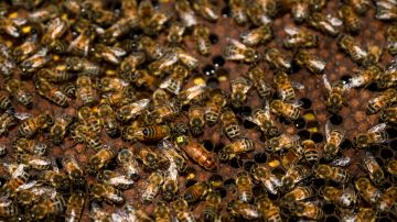 Se perdieron $40,000 dólares en abejas.