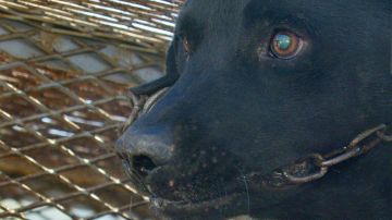 Hombre en Michigan es buscado por la policía: tenía 6 perros muriendo de hambre en su casa