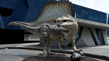 Los espinosáuridos comprenden diferentes grupos de dinosaurios que a menudo son grandes animales carnívoros.
