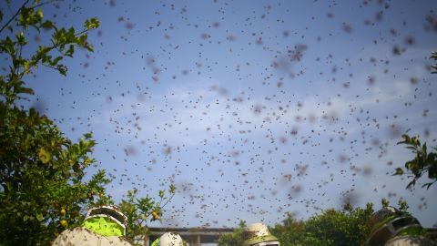 Se cree que las abejas pudieron haber provenido de una colmena que se instaló en una casa de la zona.