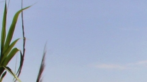 Alcalde de la ciudad de Laredo, en Texas, asegura que el flujo migratorio no ha sido abrumador