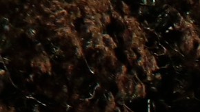 Hombre es arrestado luego de chocar su vehículo contra una iglesia en Florida