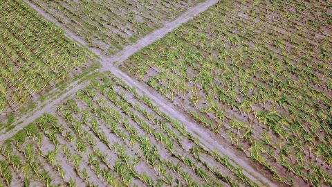 Finca en Salinas, Puerto Rico