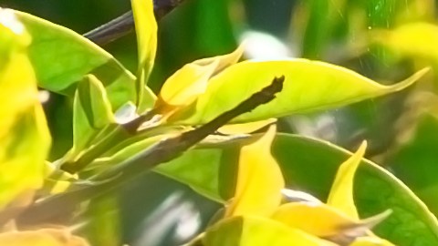 Guatemala
