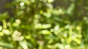 KFC promo Día de las Madres