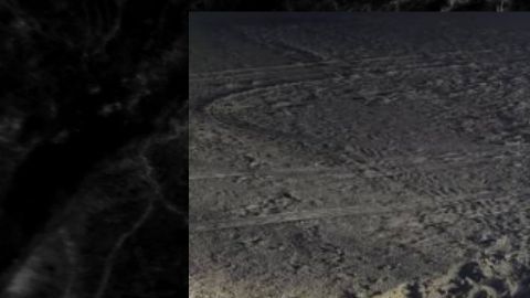 El caimán resultó ser una figura de arena.