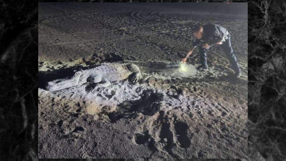 Florida Police Mistake Sand Sculpture for Alligator on Beach