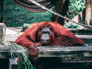 Orangután