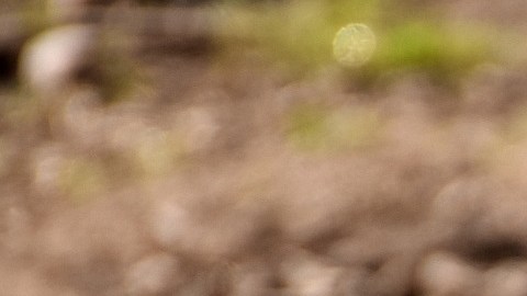 Mini pig