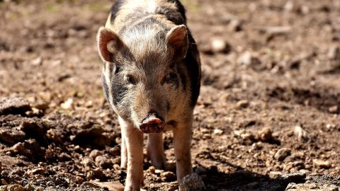 Mini pig