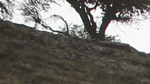 “Cachanillazo”