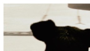 Sergio Tecámac perro