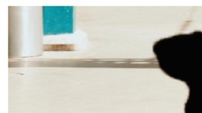 Matan a perro en Tecámac, Estado de México.