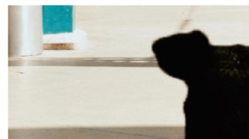 Matan a perro en Tecámac, Estado de México.