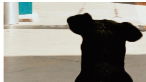 Matan a perro en Tecámac, Estado de México.