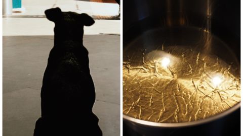 Matan a perro en Tecámac, Estado de México.