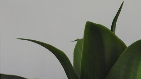 Plantas
