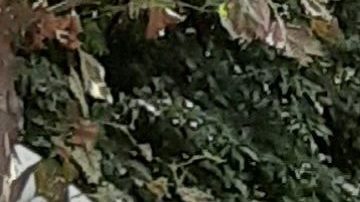 Parque en NYC/Archivo.