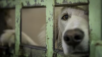 cuantos criadores de perros hay en estados unidos