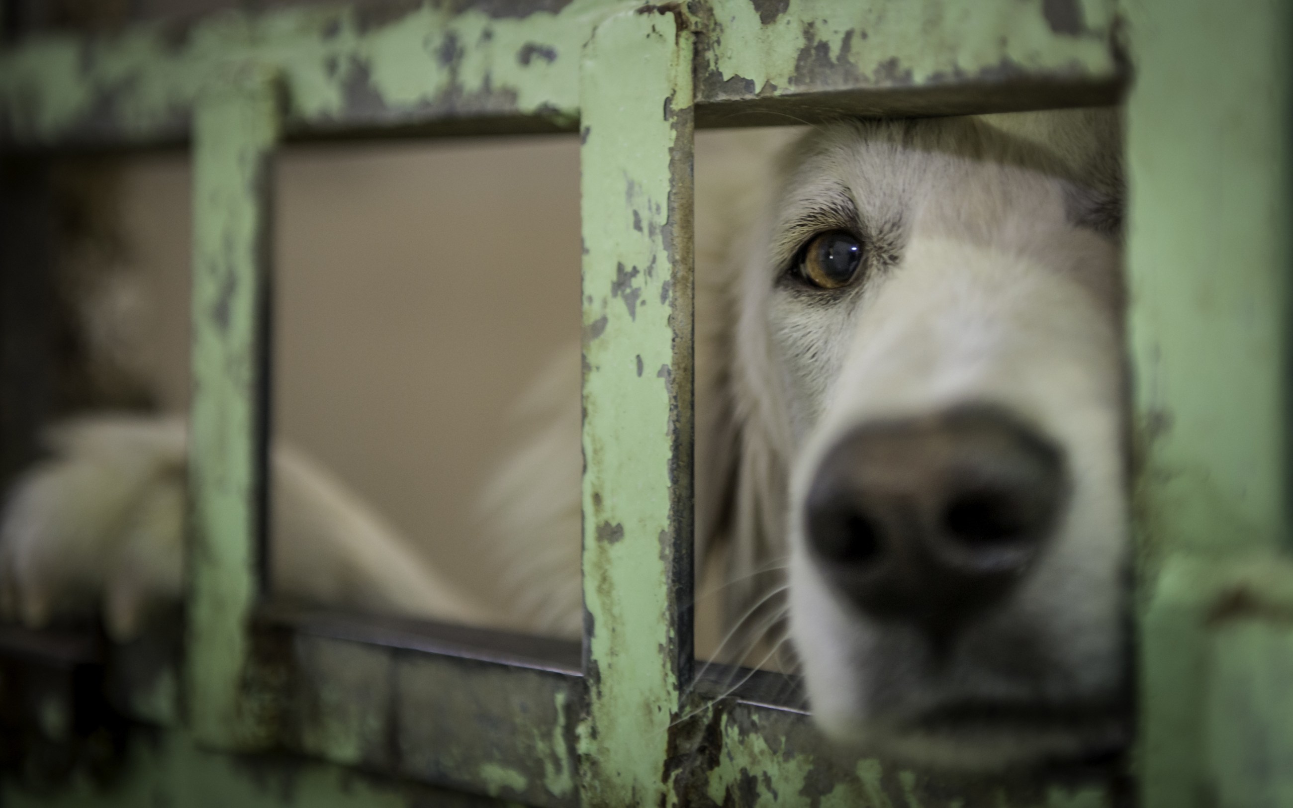 cuantos perros y gatos hay en estados unidos