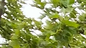 Presidente de Brooklyn, Antonio Reynoso en la conferencia de prensa sobre el BQGreen