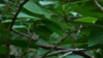 "Prepárese para mejorar sus habilidades con la parrilla e impresionar a sus amigos y familiares este verano", dice el chef Fernández. Foto: Bryan Fisher