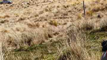 Una familia de Oruro perdió a gran parte de sus alpacas y llamas