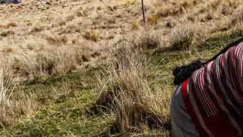 Una familia de Oruro perdió a gran parte de sus alpacas y llamas