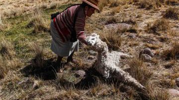 Una familia de Oruro perdió a gran parte de sus alpacas y llamas