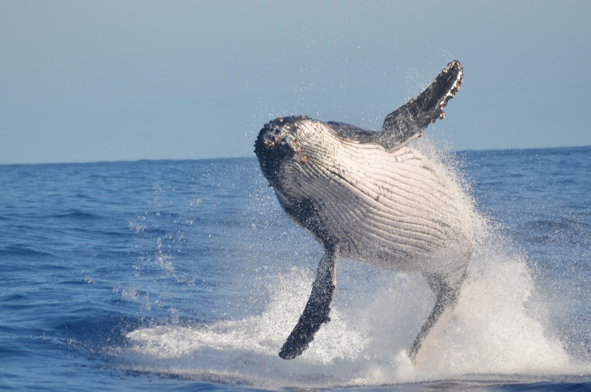 Las chicas estaban viendo a la ballena cuando fueron sorprendidas por el animal.